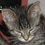 Avatar: Kitten