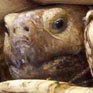 Avatar: Turtle Head