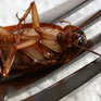 Avatar: Insect Dinner