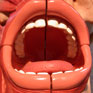 Avatar: Model Mouth