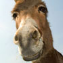 Avatar: Donkey