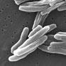 Avatar: Bacterium